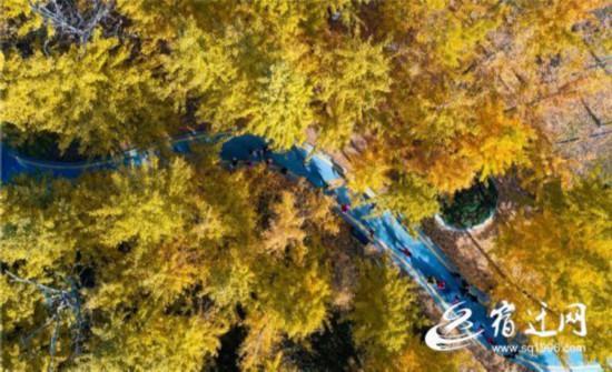 银杏林_会“发光”的树林 泗洪银杏林进入最佳观赏期（泗水银杏树林）