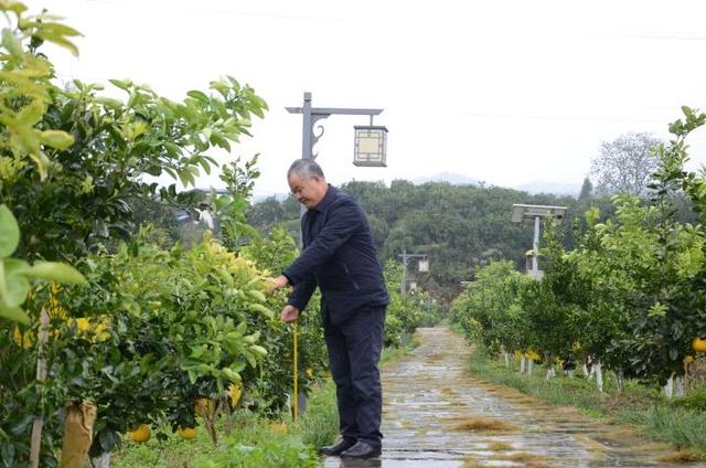 梁平柚_梁平柚+文旦柚+琯溪蜜柚=？三年后来尝柚子新品种