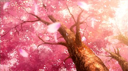 长沙这些公园樱花满树盛开（长沙看樱花的公园）