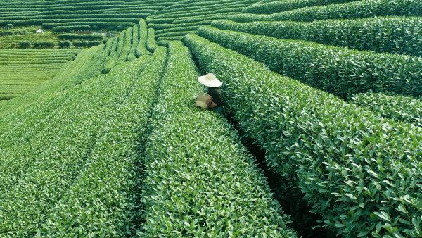 龙坞茶镇_智慧茶园有啥不一样？跟着记者到杭州龙坞茶镇体验（杭州龙坞茶村）