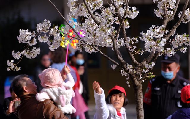 樱花原产是中国还是日本？（樱花原产是中国还是日本?都不是韩国）