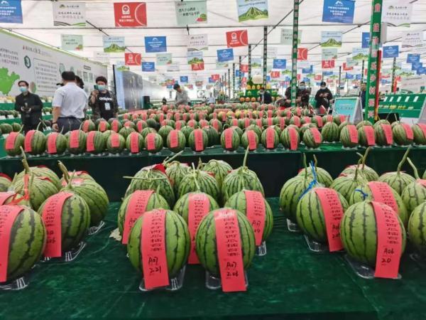 “火山+农业”，这里又种出了过百斤的大西瓜