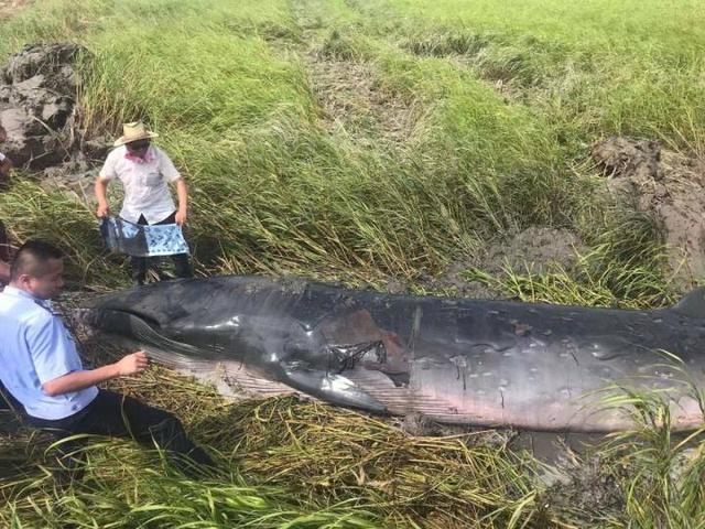 温州极地海洋世界_7米长须鲸搁浅温州瑞安滩涂，各方全力救援12小时后死亡（浙江瑞安7米长鲸鱼搁浅）