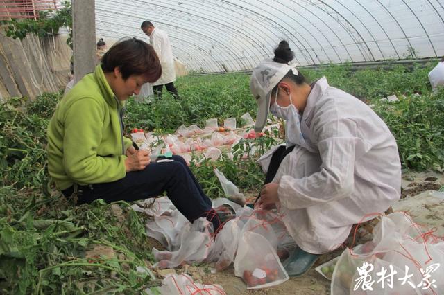 种子代理_打赢种业翻身仗·山东探索创新④|从“菜篮子”到“种子库”寿光蔬菜种子七成为“中国芯”