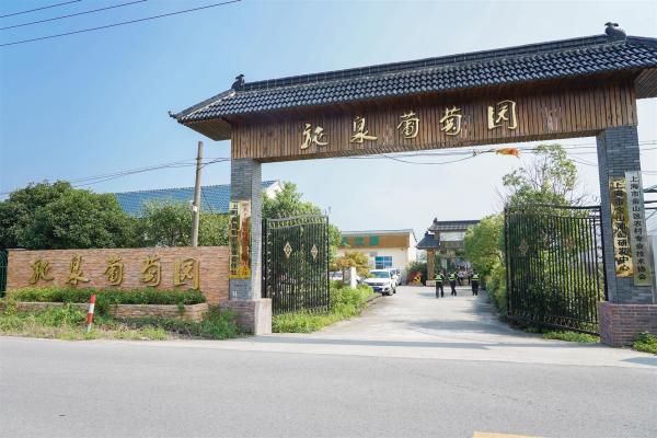 种一亩葡萄，平均亩产值3万元（两万亩葡萄园）