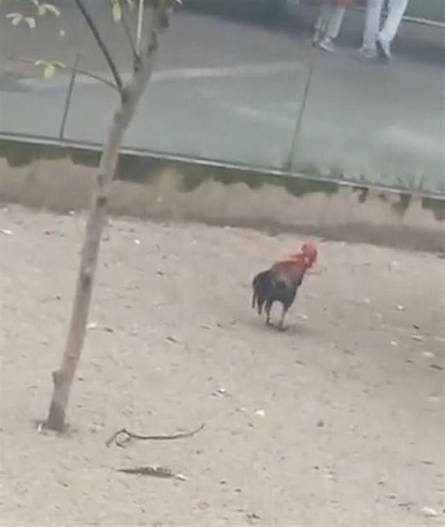 网传成都动物园孔雀栏里只见鸡？（动物园有没有孔雀）