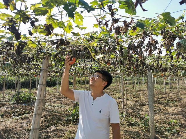 他们返乡创业，带着乡亲一起致富（回乡创业带动家乡致富）