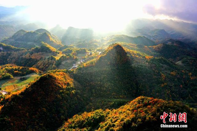 川陕交界曾家山三万亩林海迎来浪漫红叶季