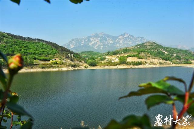 走进山东亿元村｜山坳里的女儿茶，到底有多“香”？