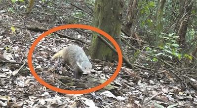 食蟹獴、白鹇出没（白色寄居蟹）