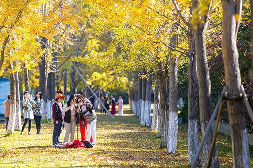 银杏林_“打卡”银杏林（打卡银杏林文案）