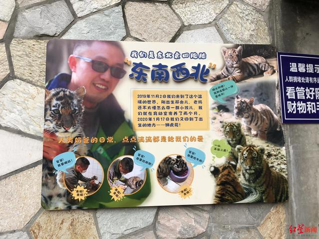 饲养员揭秘成都动物园“虎妈”养成记：养育四女三子，产子后两周不挪窝