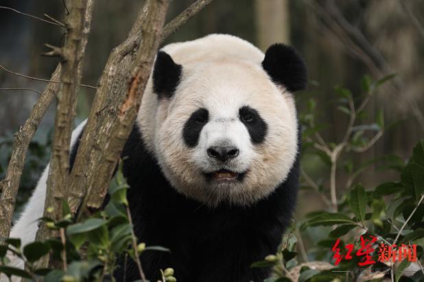 滚滚喜提新房！熊猫谷“回归产房”开放，首批“体验官”入住（熊猫生态谷）