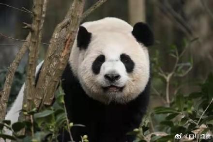 成都熊猫谷回归产房正式开放 首批“滚滚”已入住（成都熊猫谷介绍）
