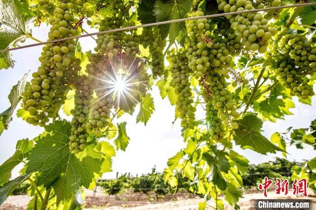 宁夏贺兰山东麓葡萄酒产业产值2025年将突破1000亿元（宁夏贺兰山东麓葡萄酒产业发展策略研究）
