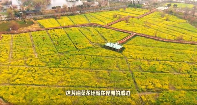 鸥飞花黄春意浓 滇池边成片油菜花绽放