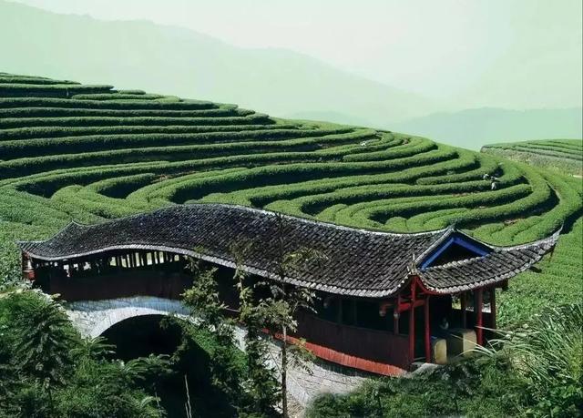 坦洋工夫与闽东海上茶叶之路