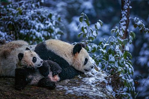 世界急救日是哪一天_世界野生动植物日｜这些旗舰物种，抢救性保护成效显著（国际野生动植物保护日）