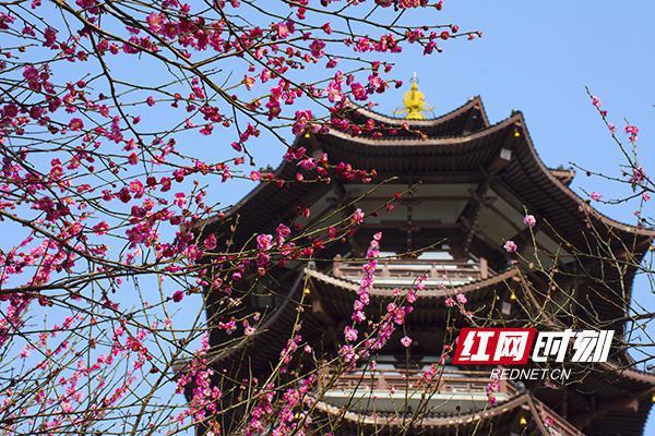 惊艳春天（洋湖湿地公园赏花）