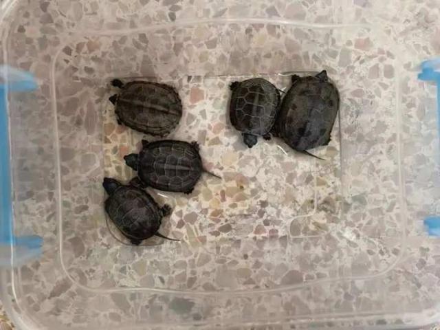 还是活的！初中生在校创业竟在卖这些！“商业奇才”让班主任想哭又想笑：我咋变城管了