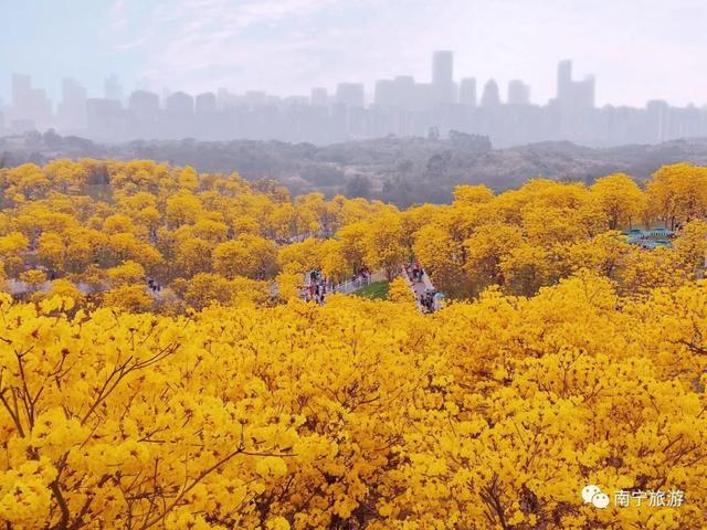 南宁人都来打卡的“网红”景点，错过就要等一年（南宁网红打卡旅游景点）