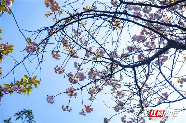 春天的图片_来一组春天的唯美特写照，分享几条在明媚春光里悟到的人生哲学（春天充满了浪漫的气息）