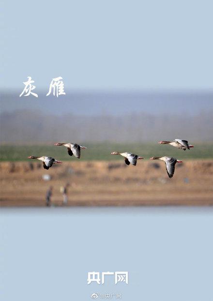 河南郑州黄河湿地百鸟鸣春（郑州市人民公园鸟类生态园）