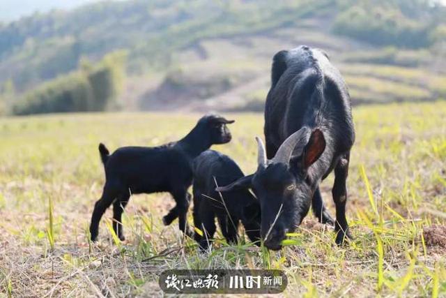 从海归到新农人，这个“80后”在建德高山上建起创业“根据地”