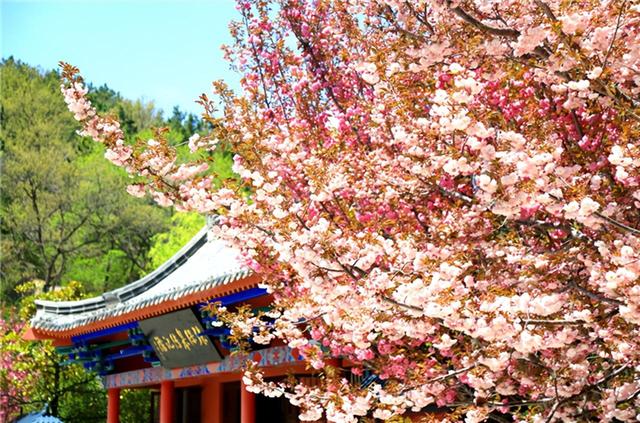 恢复开园了（赤山樱花节）