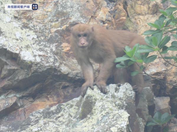 广西大明山再次发现国家二级重点保护野生动物熊猴（广西大明山野生动物种类）