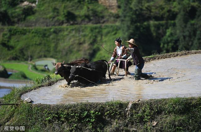 牛的图片大全大图_贵州从江：梯田景区举行“百牛同耕”传统仪式（贵州从江梯田图片）