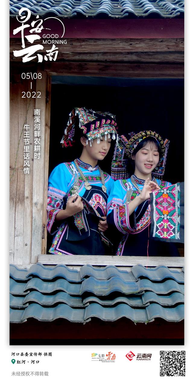 牛的图片大全大图_早安云南 | 去河口，感受布依族四月八有多“牛”
