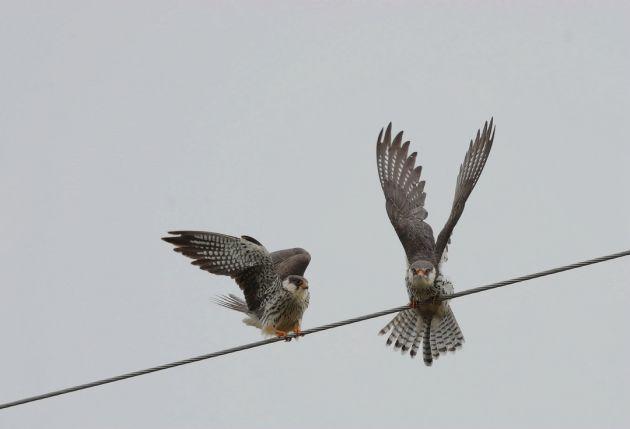 红脚隼_罕见！千只国家二级保护动物红脚隼现身腾冲（国家二级保护动物游隼）