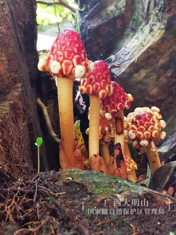 奇特（广西大明山野生动物种类）