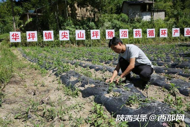 视频丨镇坪小伙大学毕业回山村创业：养猪种药材，成立合作社和村民抱团发展