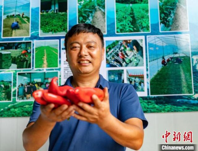 湖北一企业家返乡种辣椒带村民增收致富（种植辣椒致富）