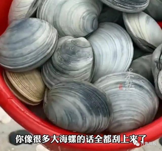 ​台风过后，青岛海滩上全是海鲜