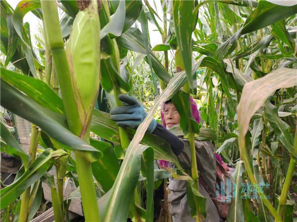 哈尔滨阿城区500户农民手握致富“金棒棒”