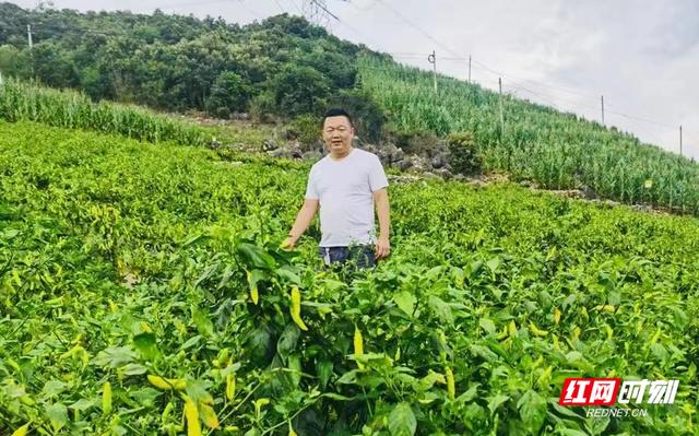耒阳创业故事｜邹康华：青红“小辣椒”共富“大舞台”