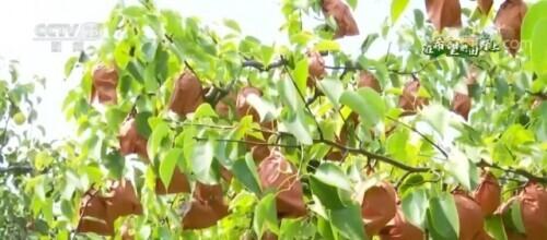 在希望的田野上｜万亩梨果挂满枝 特色种植带动农民致富（梨树一亩地种140棵）