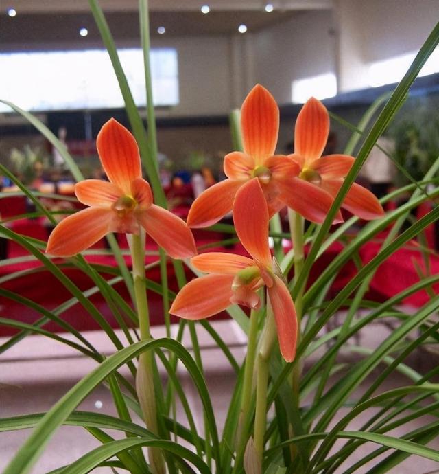 兰花品种名称及图片_兰花大百科：这3款兰花，是顶级红素，多次获奖，在云南家喻户晓（兰花四大红素）