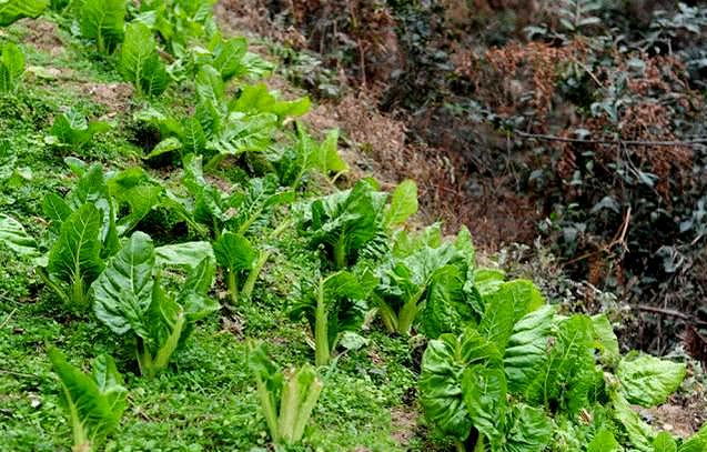 牛皮菜图片_农村一种地位低下的菜，从来不上宴席，营养丰富，却很少有人爱吃（为什么人们都喜欢吃农村的野菜）