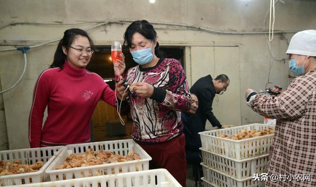 2021年在农村创业，试试这25个致富项目，搞好了不比打工差（2021创业新项目农村）
