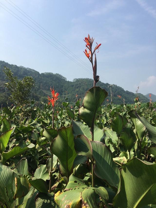 旱藕花又开了（莲藕开的花）