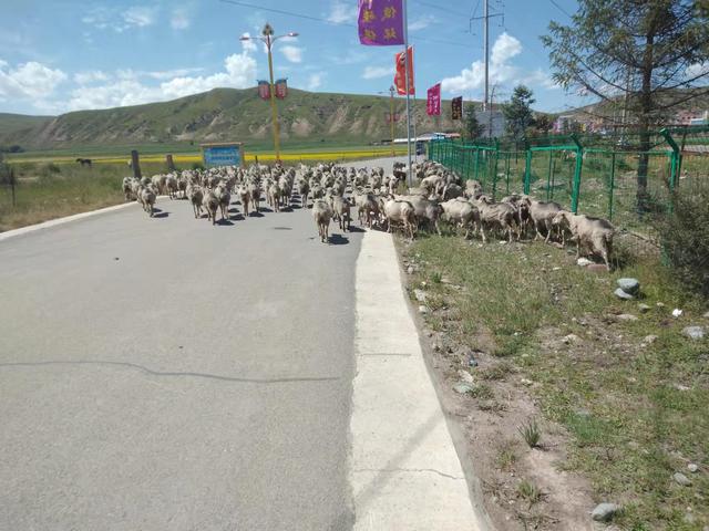 老哥俩合伙养羊，2年后双双失败，羊场老板含泪道出3个失败原因（合伙养羊一个投资一个出人）