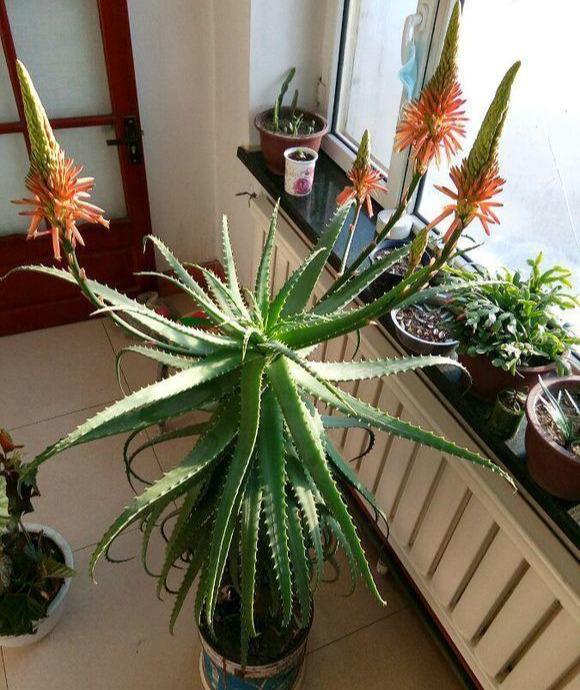 秋天养芦荟，4个小技巧，花箭一米高，冒芽20多，又壮又肥（芦荟浇什么长的快）