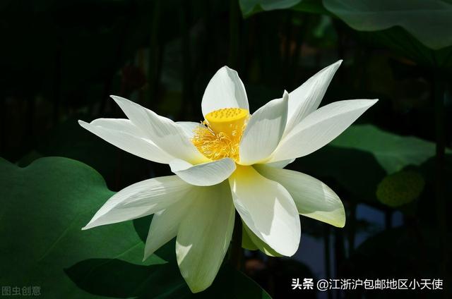九篇美食言情文推荐（九篇美食言情文推荐小说）