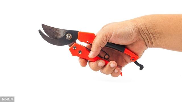 电动果树修枝剪_果园里常备的这三种修枝工具，你更喜欢哪一款？（修枝剪刀果枝）