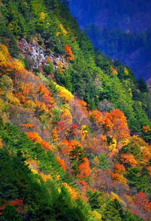 阿坝景点_红火撩人！阿坝州20处最佳赏秋地出炉，赶紧收藏！（阿坝秋季景点）