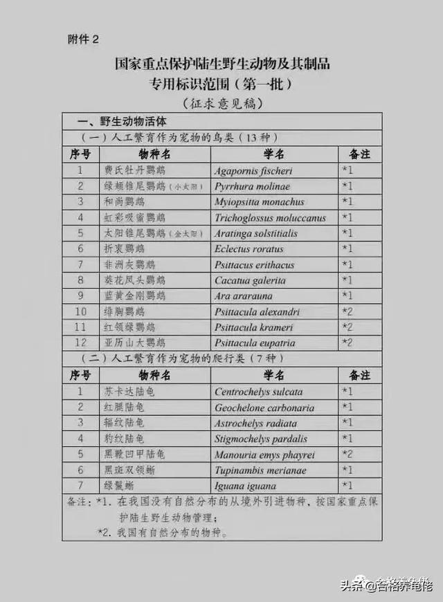 陆龟_陆龟开放，你还能按捺的住吗？（陆龟站不起来）